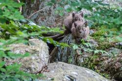 Noch ein wenig schüchtern: die Luchskätzchen im Tierfreigelände des Nationalparkzentrums Falkenstein (Bild: Stefan Sempert)