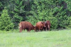 Etwas über zwei Monate hat Rotes Höhenvieh auf dem Ruckowitzschachten geweidet. Nun sind die Tiere wieder im Tal. (Foto: Gregor Wolf/Nationalpark Bayerischer Wald)