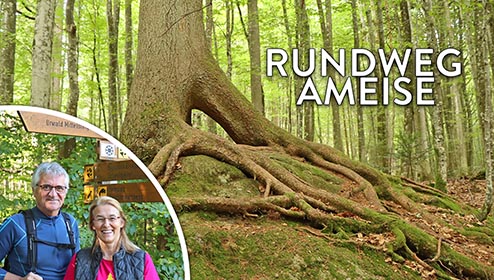 Externer Link zum Video über den Rundweg Ameise