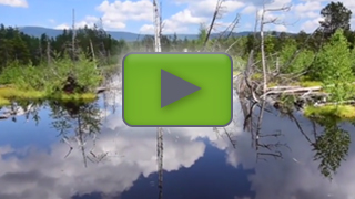 Bog eye surrounded by trees and dead wood