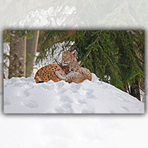 Luchsfamilie - Foto: Ludwig Fichtl