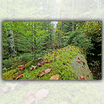 Jungwuchs im Herbstwald - Foto: Annette Nigl