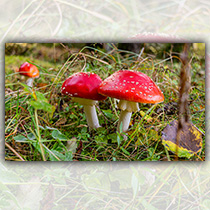 Fliegenpilze - Foto: Andreas Stumpp