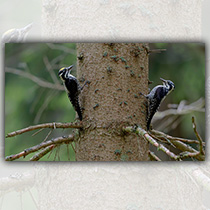 Dreizehenspechte - Foto: Andreas Ebert