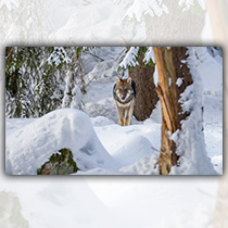 Wolf im Tier-Freigelände - Foto: Richard Wenzl