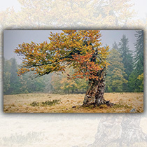 Herbst am Hochschachten - Foto: Sandra Schrönghammer