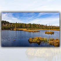 Königsfilz im Nationalpark Šumava - Foto: Andreas Stumpp