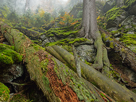 Misty forest with rocks and rotted deadwood trunks
