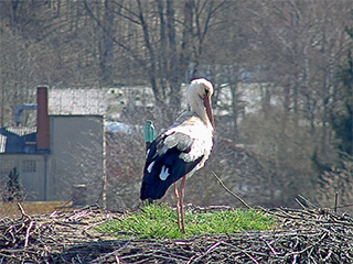 Das Storchenmännchen ist in Grafenau eingetroffen 