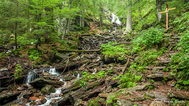 Many of our well-signposted trails lead along rushing streams.