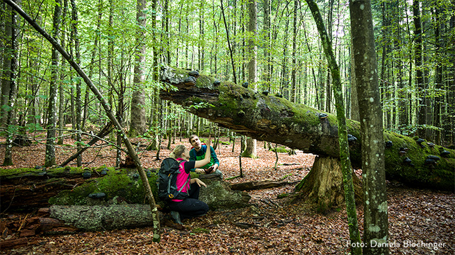 In der Mittelsteighütte, einem unserer Urwaldreste, lässt sich besonders wilde Natur erleben.